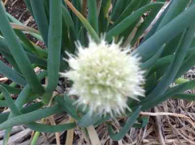 spring onion flower head